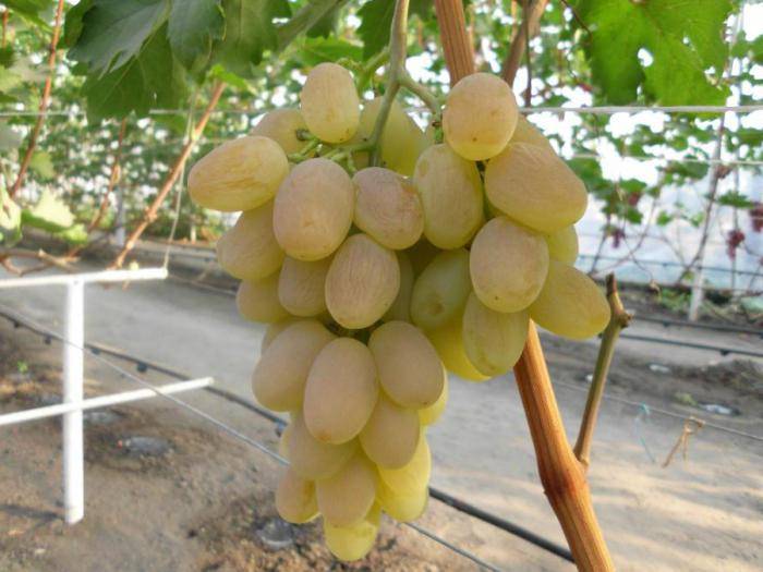Выращивание, профилактика и лечение винограда сорта "богатяновский", фото, видео