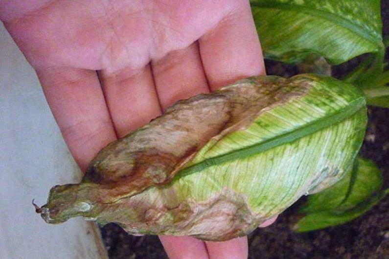 Причины засыхания и пожелтения листьев диффенбахии и методы их устранения