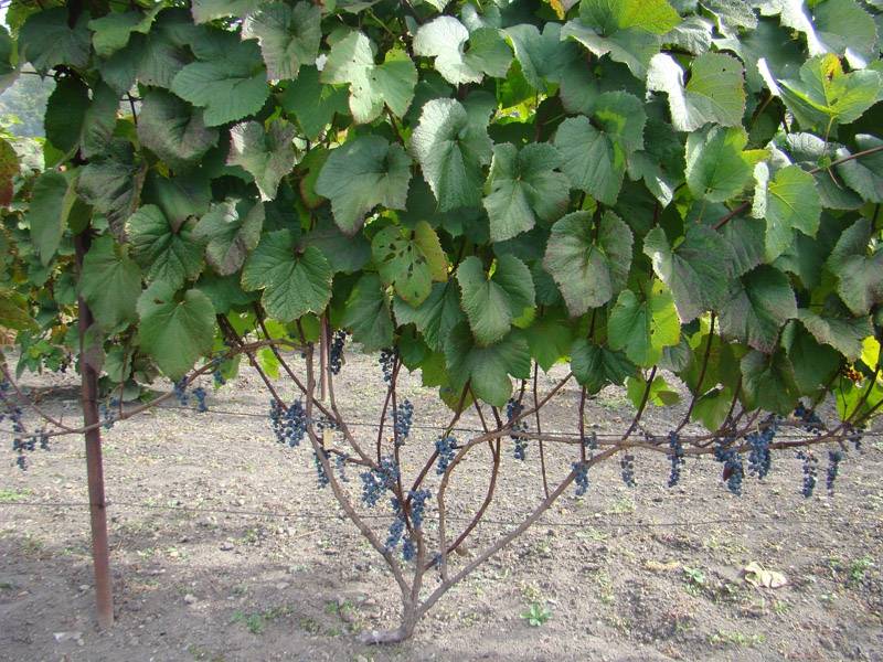 Виноград «амурский»: описание сорта, фото и отзывы, посадка и уход, лечебные свойства