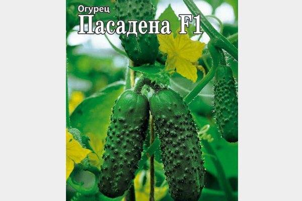 Огурец гармонист f1 – описание сорта с фото, отзывы о семенах и урожае в 2022 году на гудгрунт