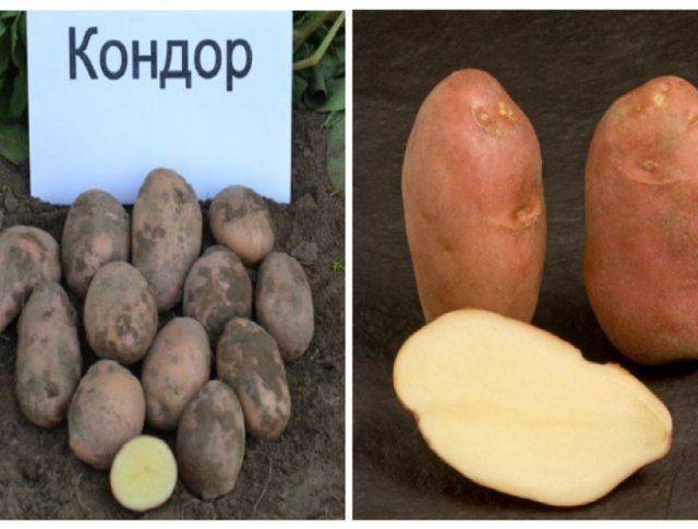 Описание сорта картофеля «санте» (19 фото): характеристика и вкусовые качества, отзывы