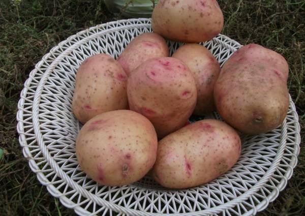Картофель снегирь: характеристика и описание, отзывы, фото, урожайность сорта