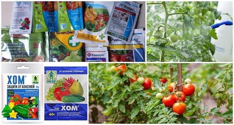 Инструкции по применению топ-17 фунгицидов для томатов и их виды