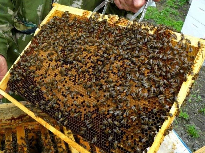Пчелиный помет (какашки) и его особенности