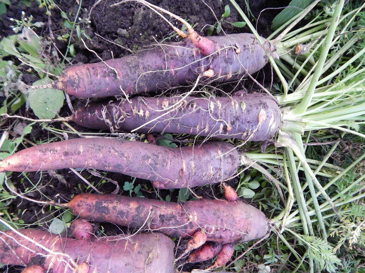 Фиолетовая морковь — характеристика сорта, фото этого овоща