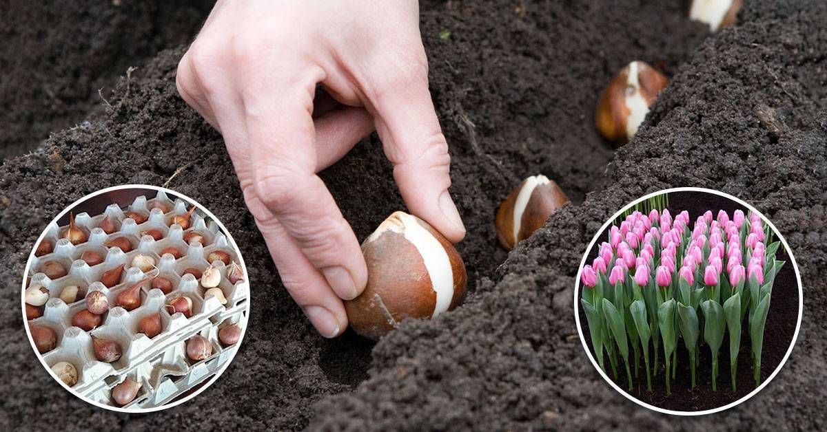 Время и этапы высадки луковиц тюльпанов перед зимой - когда и как