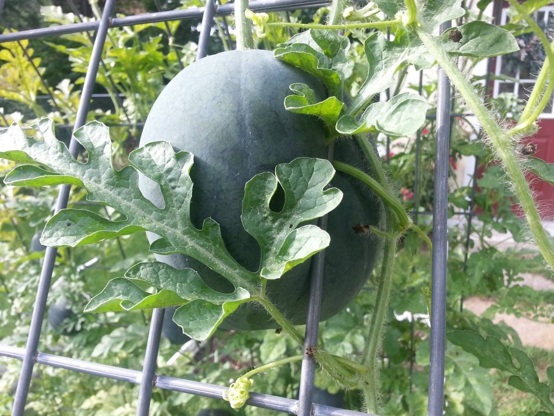 Выращивание арбузов сорта огонёк», особенность и характеристика