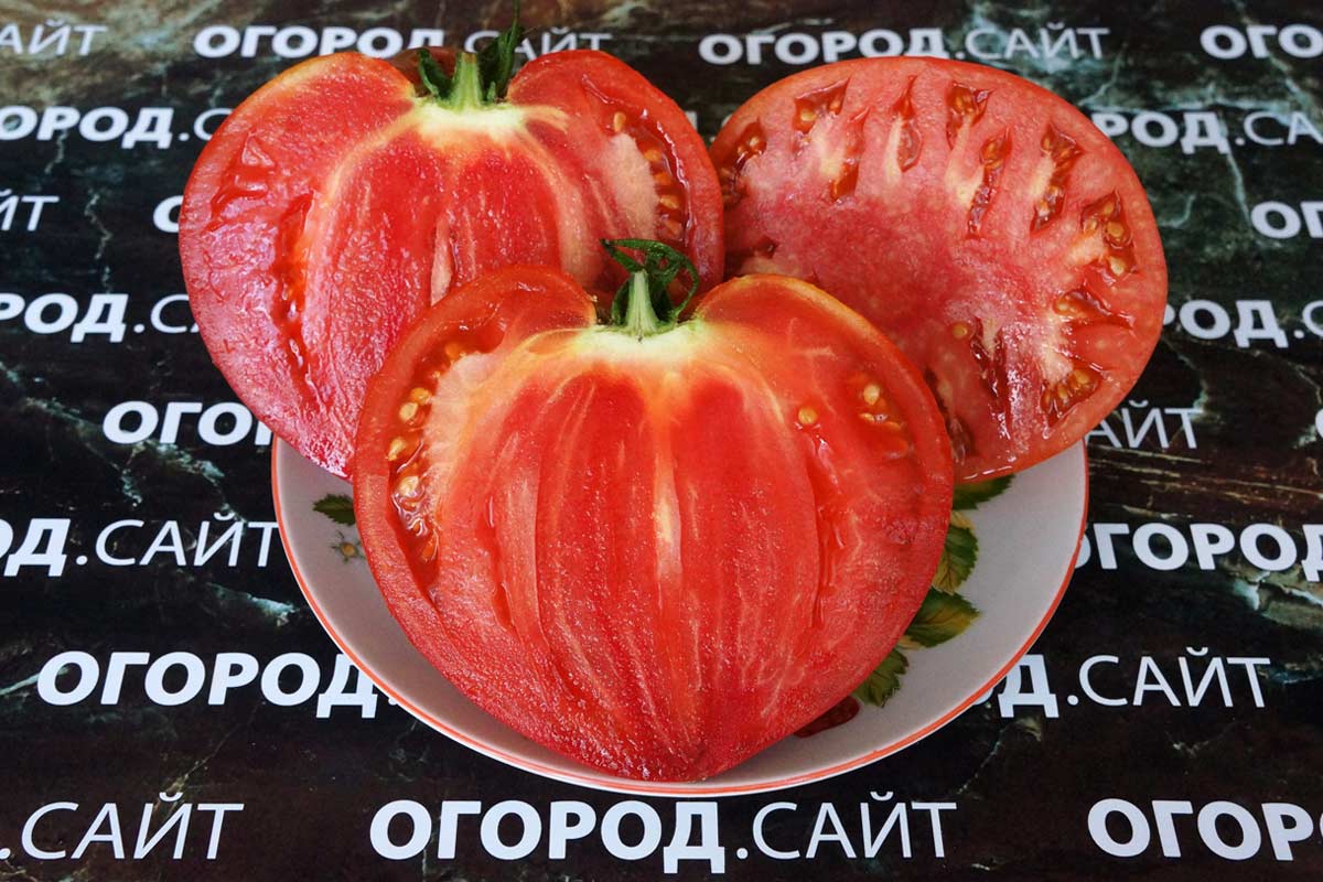 Описание сорта томата фатер рейн, его характеристика и урожайность