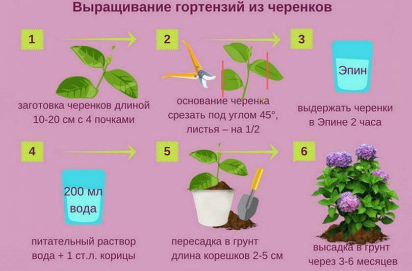 Гортензия: описание, виды, посадка, уход | (90+ фото)