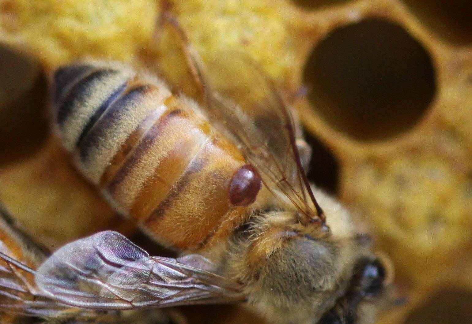 Лечение пчел от варроатоза – течение болезни и основные меры борьбы с паразитом