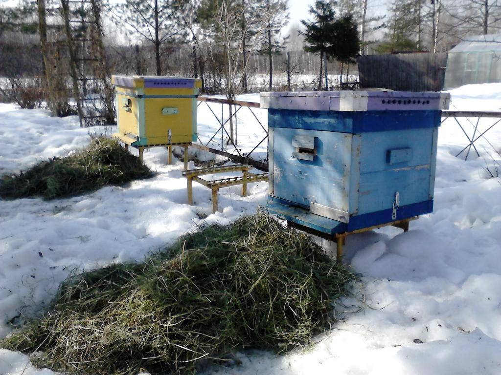 Правила и условия зимовки пчел на улице
