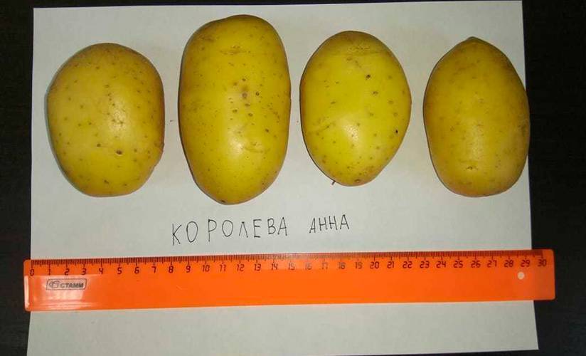 ᐉ сорт картофеля «королева анна» – описание и фото - roza-zanoza.ru