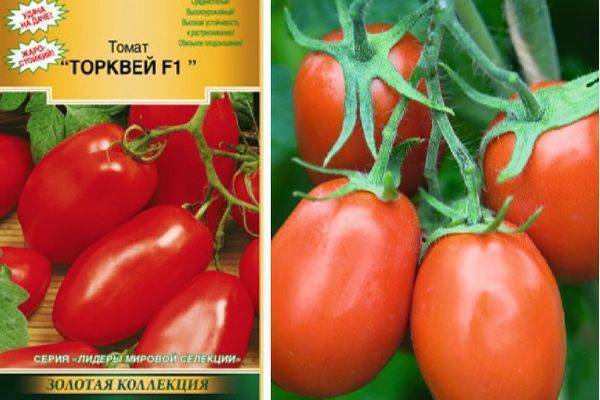 Томат гибрид тарасенко 2: описание сорта, отзывы, фото, урожайность | tomatland.ru