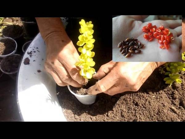 Как размножить барбарис черенками осенью и летом, отводками, семенами