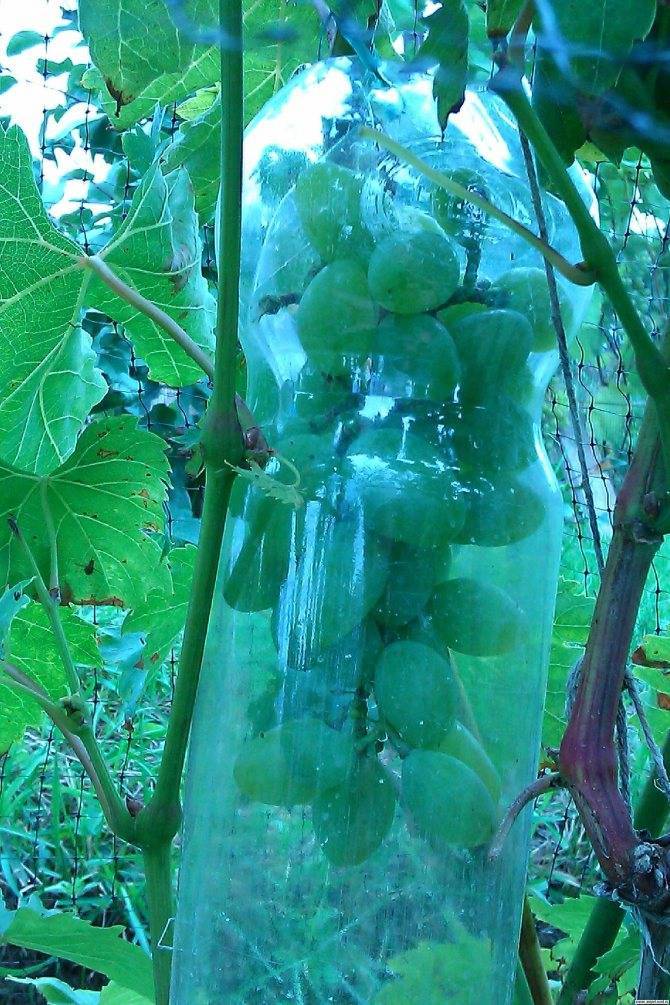 Как уберечь виноград от ос – описание эффективных методов защиты урожая