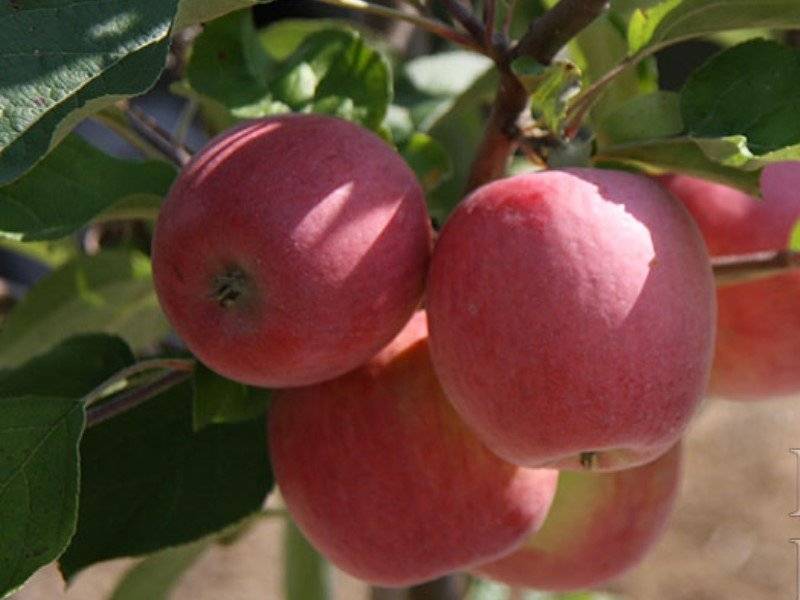 Яблоня сорта беркутовское: описание, посадка и уход, фото, отзывы