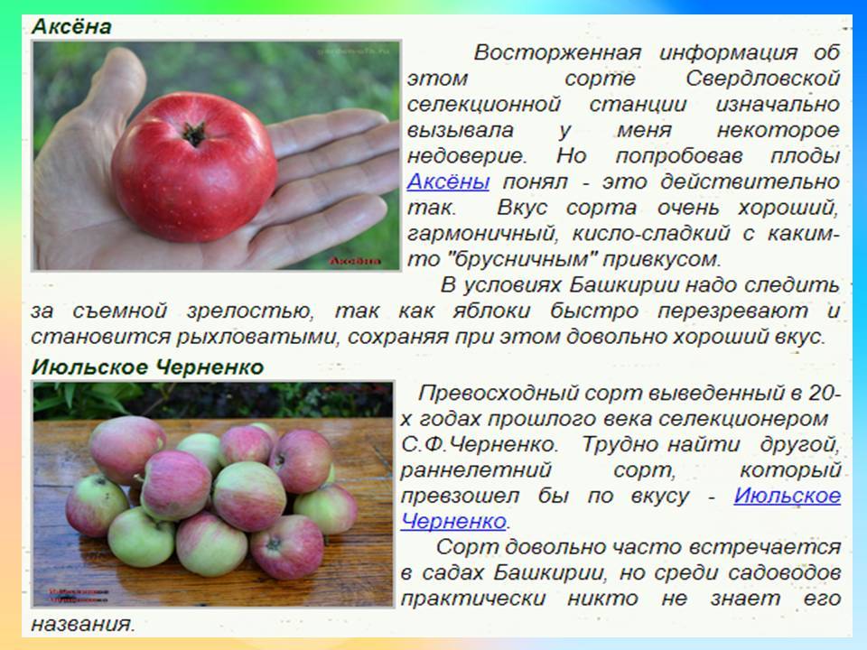 Яблоня черненко: описание сорта с фото, особенности ухода