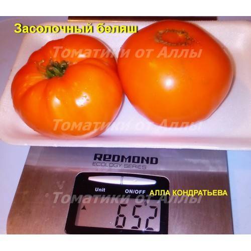 Самые урожайные сорта помидоров для открытого грунта