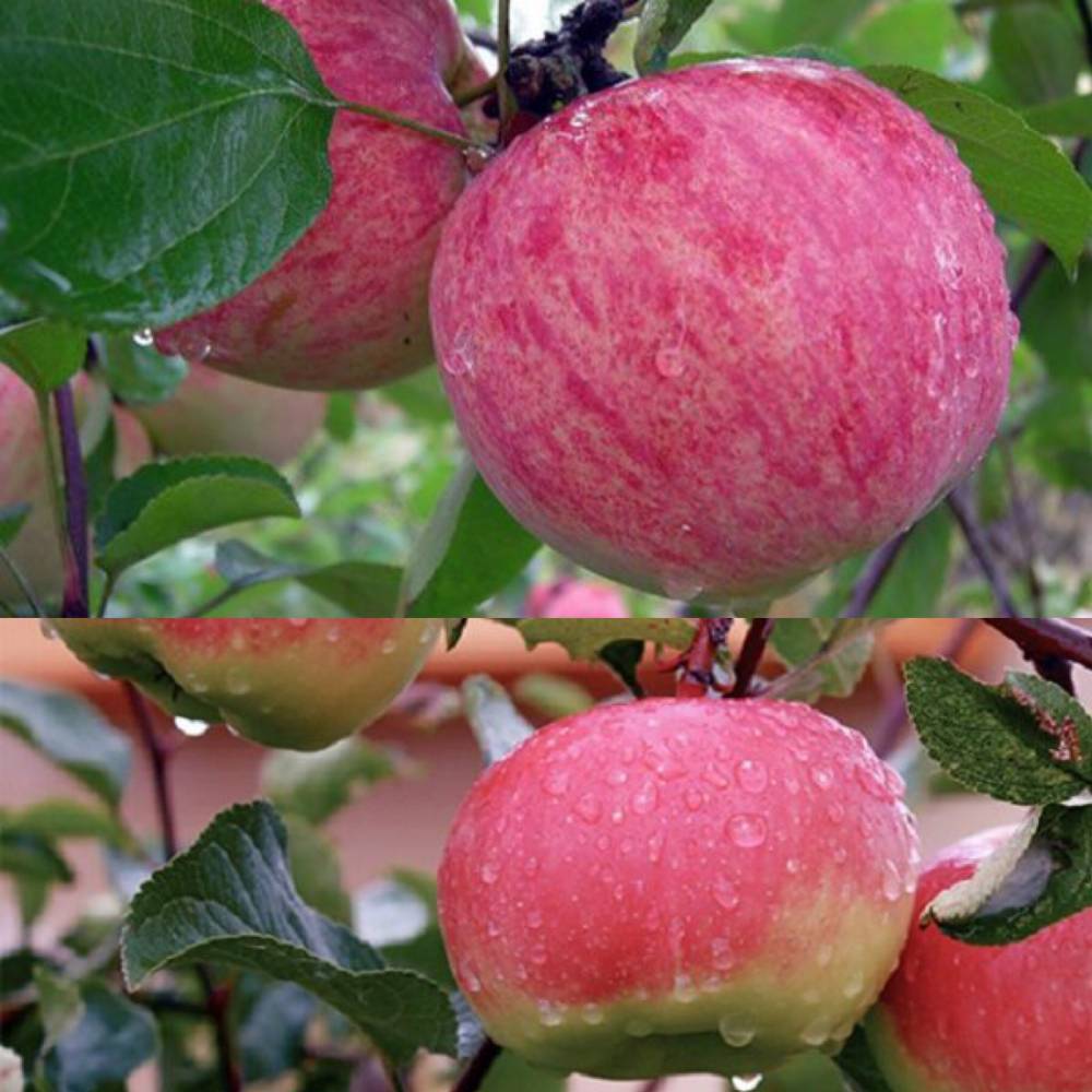 О яблоне приземленное, характеристики карликового сорта, агротехника выращивания