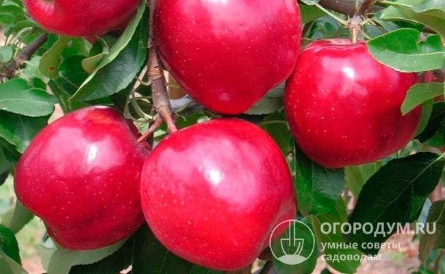 Сорт яблони моди: фото, отзывы, описание, характеристики.