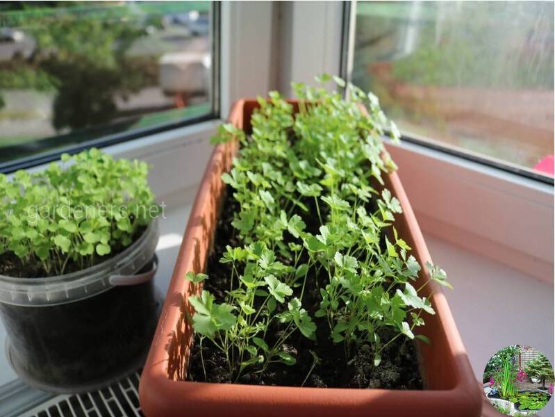 Выращивание рукколы в домашних условиях. выращивание руколы на подоконнике, пошаговая инструкция