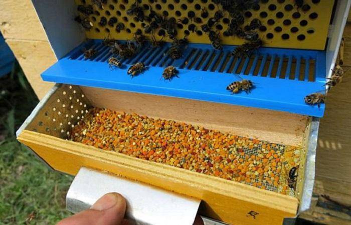 Как собрать пчелиную пергу?