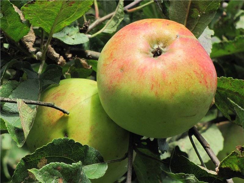 Высокоурожайная яблоня штрейфлинг
