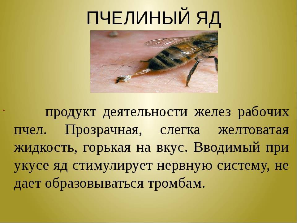 Пчелиный яд: полезные свойства, лечение апитерапией, действие на организм