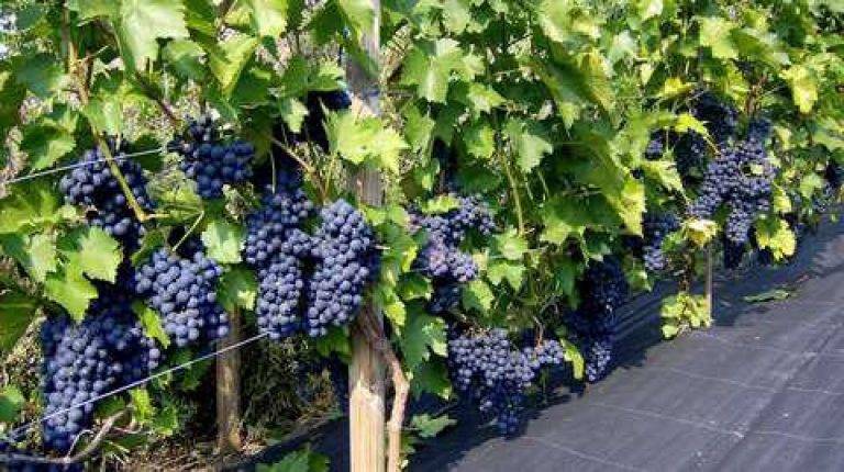 Описание сорта винограда зилга, его характеристики и секреты агротехники