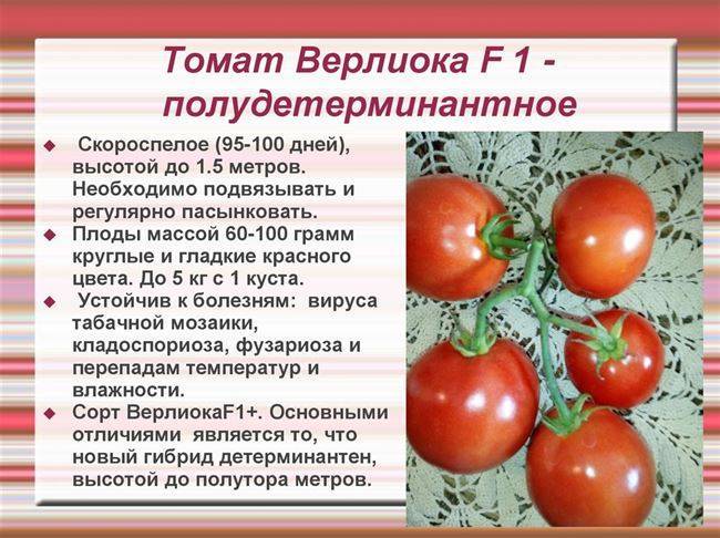 Ультраранние сорта томатов для открытого грунта, низкорослые, с фото и описанием