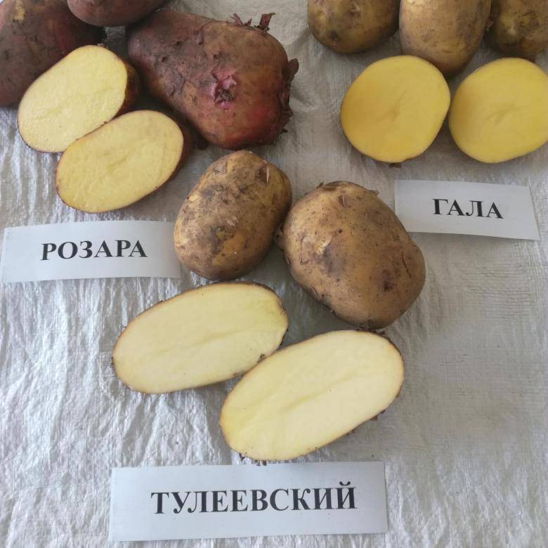 Сорт картофеля гала – характеристика, описание, вкусовые качества, отзывы
