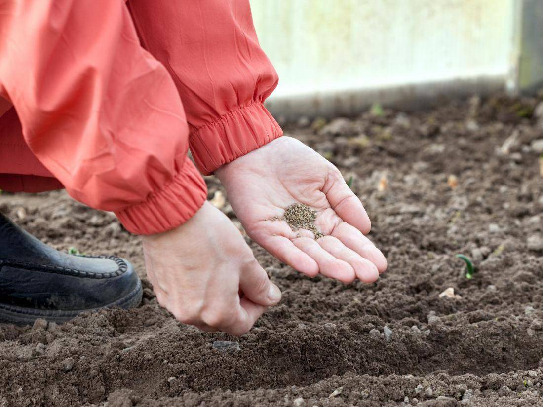 Как сажать базилик семенами, рассадой и выращивать в открытом грунте или на подоконнике