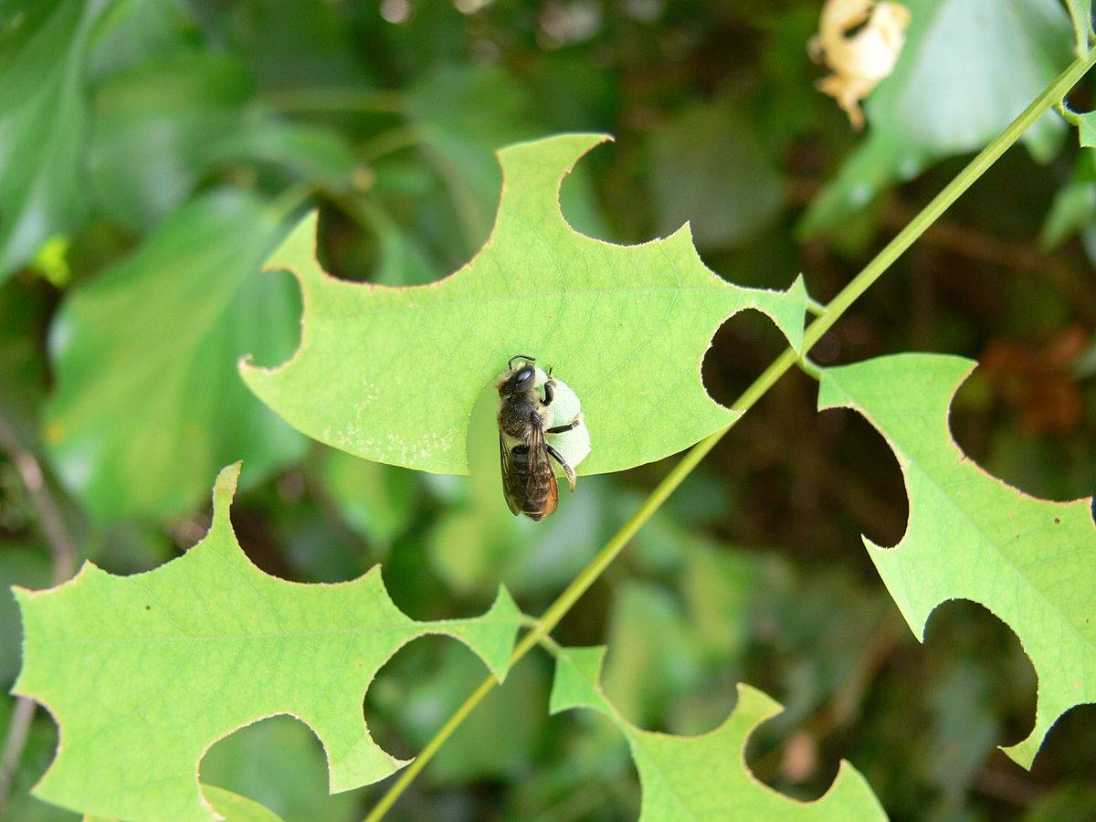 Пчела листорез: описание, чем питается, польза и вред, метод борьбы