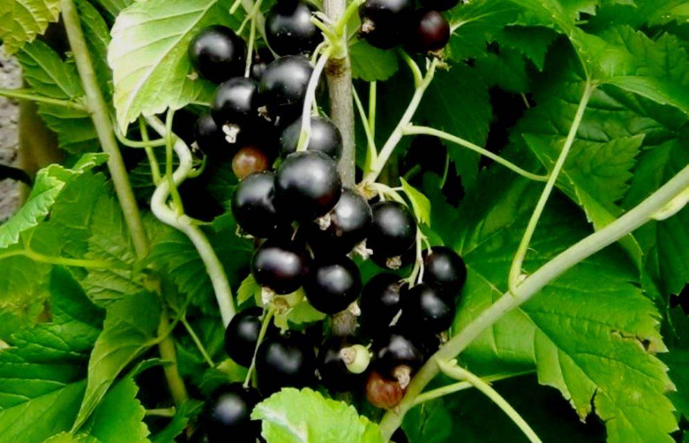 Сорта черной смородины: с крупными ягодами, сладкой и урожайной, описание и фото