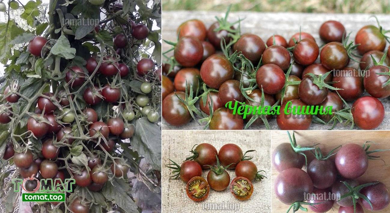 Томат черри блосэм f1: характеристика и описание сорта, фото помидоров и отзывы об урожайности куста
