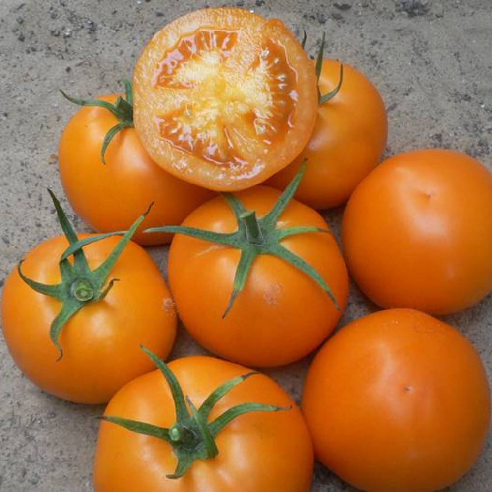 Сорти томатів для відкритого грунту в україні
