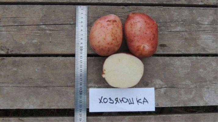 Сорт картофеля рогнеда: описание и характеристика, отзывы