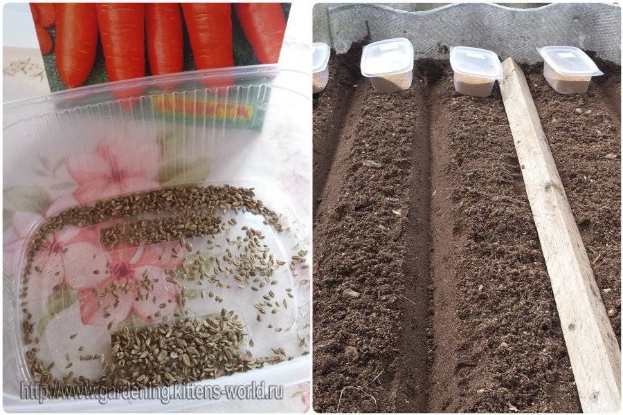 ✅ как собрать семена моркови в домашних условиях - усадьбанатали.рф