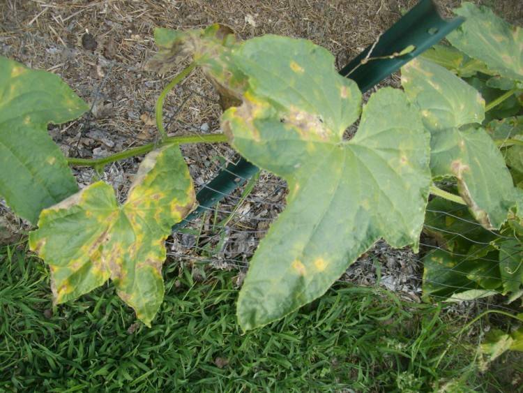 Почему желтеют листья у кабачков в открытом грунте: что делать и как с этим бороться
