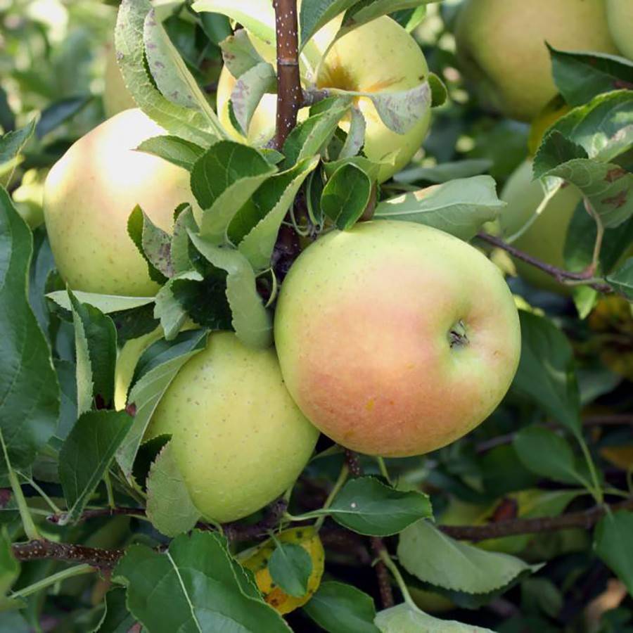 О яблоне чудное, описание карликового сорта, характеристики, агротехника