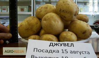 О картофеле джувел: описание семенного сорта, характеристики, агротехника