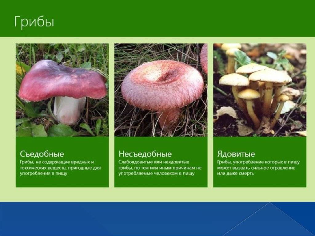 Лесные съедобные грибы с фото, названиями и описанием