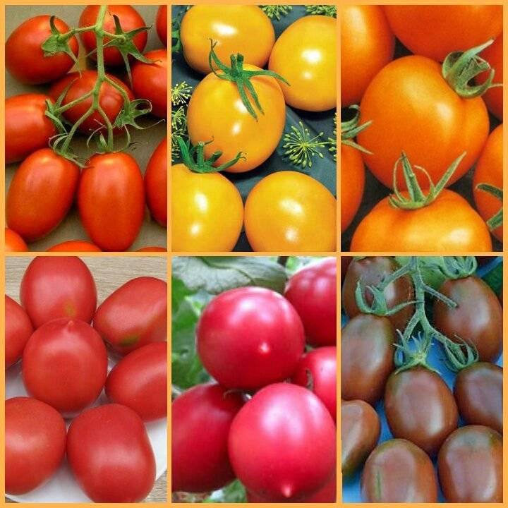 Лучшие сорта томатов для теплиц нижегородской области