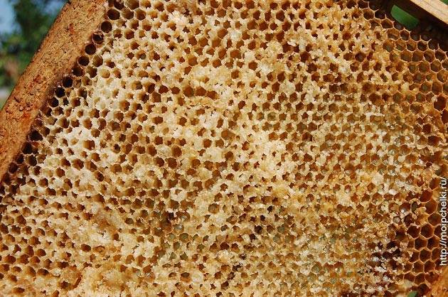 Пчелиный расплод: виды, болезни и их лечение