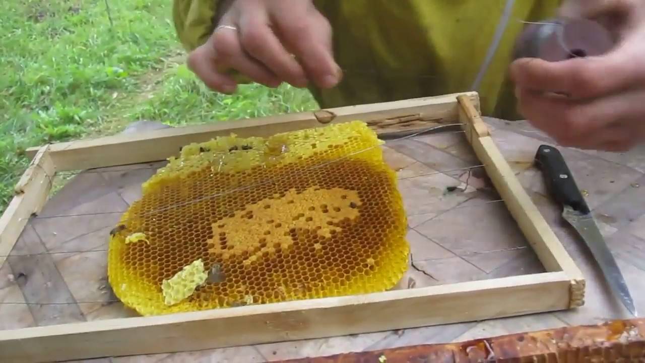 Колодное пчеловодство для начинающих