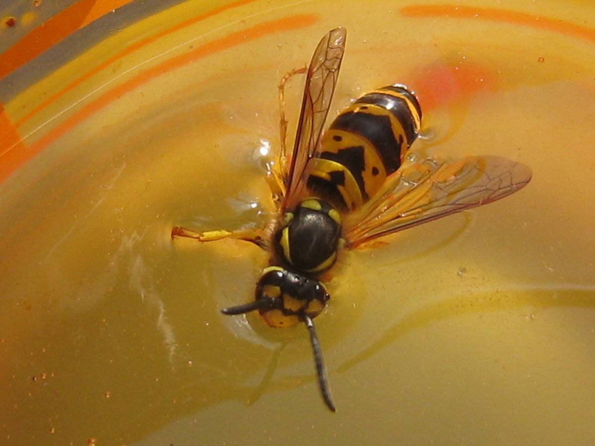 Чем отличается пчела от осы: строение, образ жизни, укусы