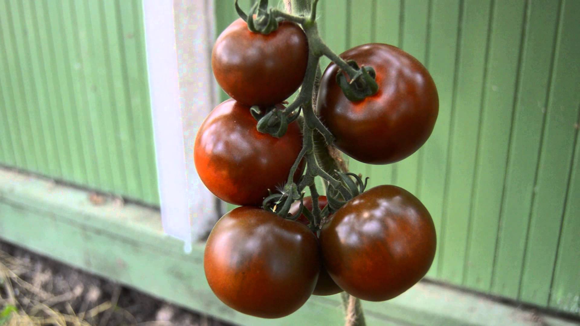 Помидоры «кумато»: описание сорта, особенности выращивания, фото черного томата