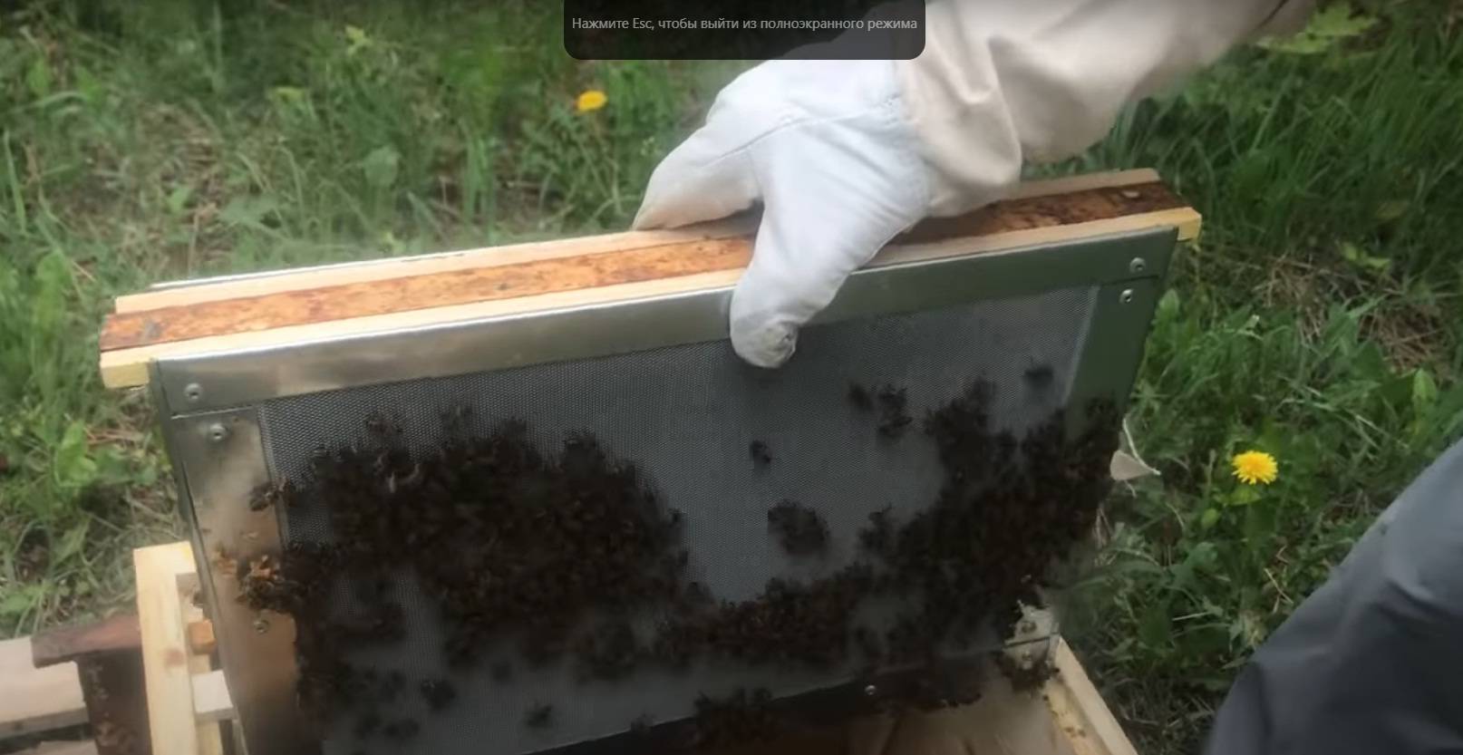 Как сделать отводки пчел весной самому и правильно