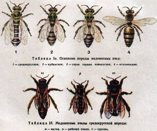Породы пчел и их характеристика: фото, названия и разновидности