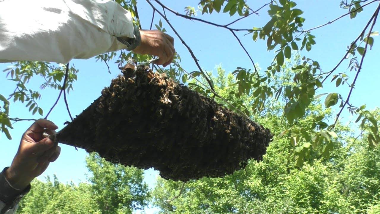 Пчелиный рой: как поймать новичку, приманки, ловушки для ловли роя